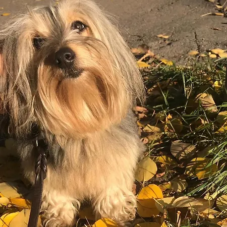 Lomakyla Kultahiekat Feriepark 3*
